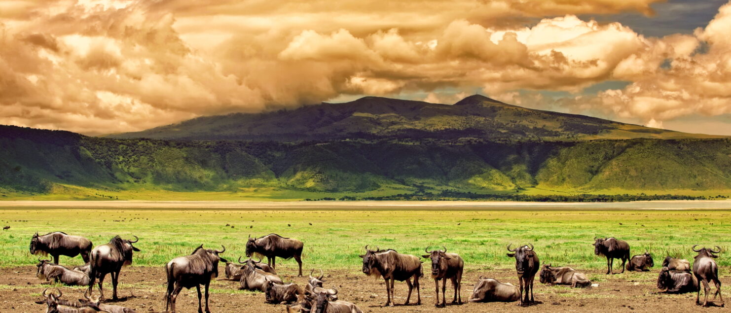 wilderbeest Ngorongoro