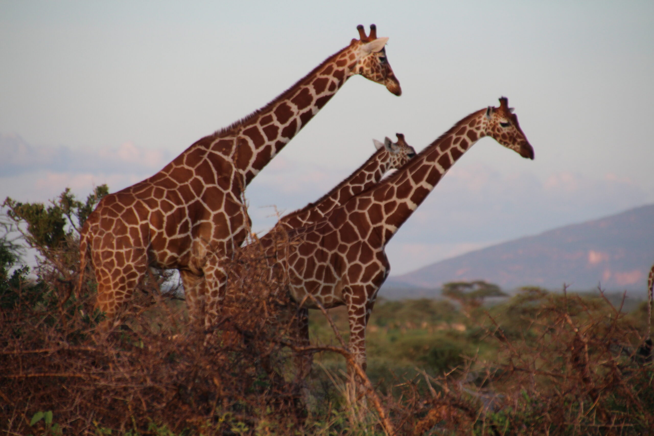 Girraffe