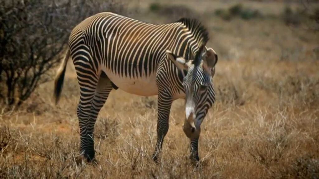 Grevy zebra