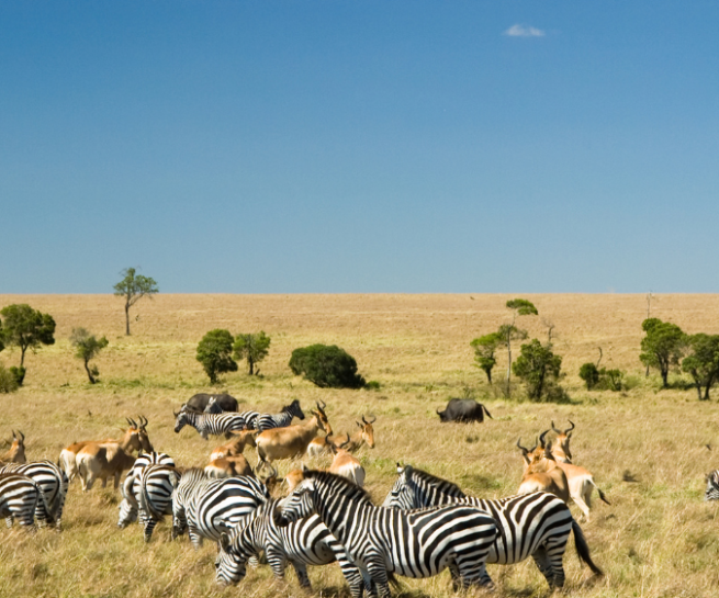 maaasai mara