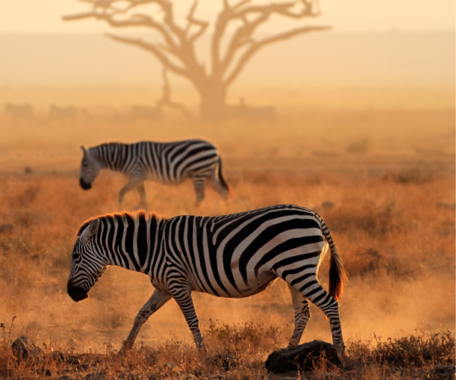 Amboseli