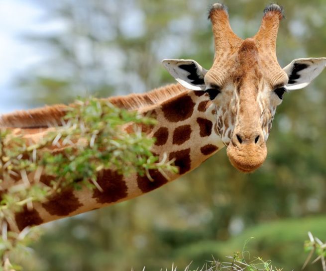 girraffe