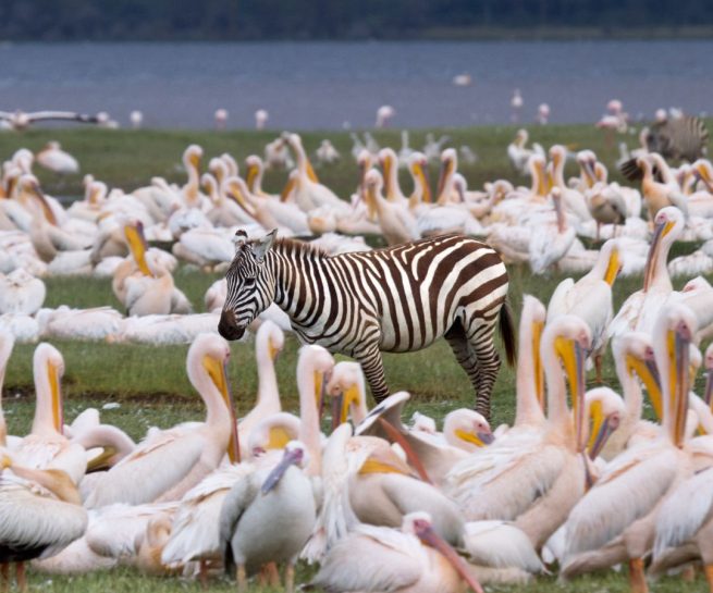 lake nakuru