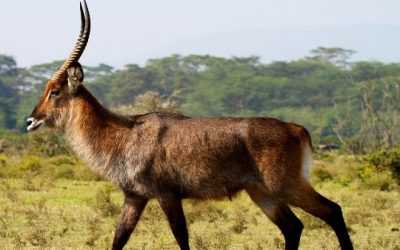 lake Naivasha