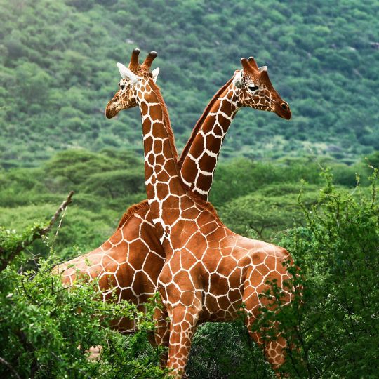 giraffe