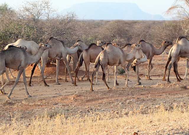 Marsabit National Park